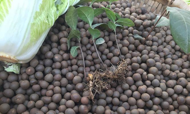 茶树种子能食用吗？茶树籽的食用安全性如何？