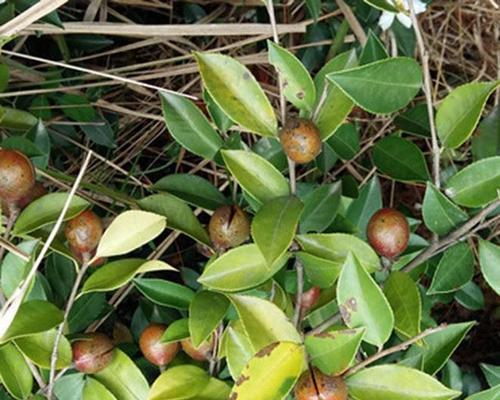 茶树种子能食用吗？茶树籽的食用安全性如何？