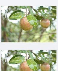 茶树种子能食用吗？茶树籽的食用安全性如何？