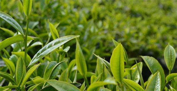 茶树繁殖方法有哪些？繁殖过程中应注意什么问题？