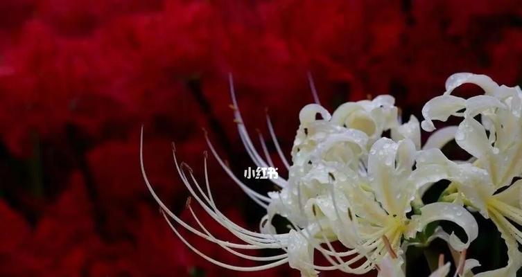 彼岸花花语是什么？彼岸花的寓意和象征有哪些？