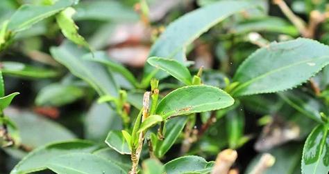 茶树修剪方法有哪些？如何正确修剪茶树？