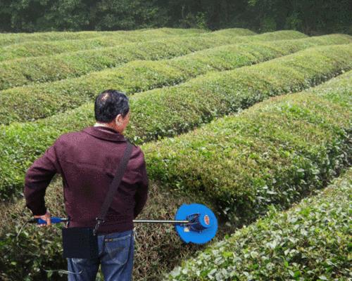 茶树修剪方法有哪些？如何正确修剪茶树？