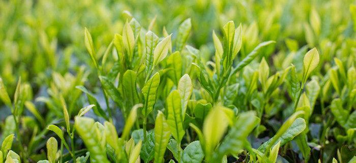 茶树怎么养才长得好？掌握这些技巧让你的茶树茁壮成长！