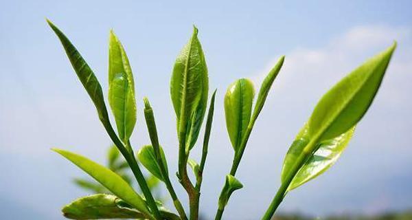茶树怎么养才长得好？掌握这些技巧让你的茶树茁壮成长！