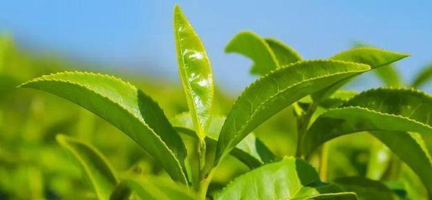 茶树怎么养才长得好？掌握这些技巧让你的茶树茁壮成长！