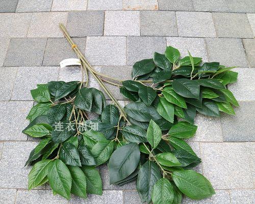 家庭养茶树需要注意什么？如何正确养护茶树？