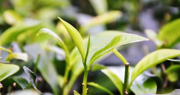 茶树怎么养长的好？掌握这些技巧轻松培育健康茶树！