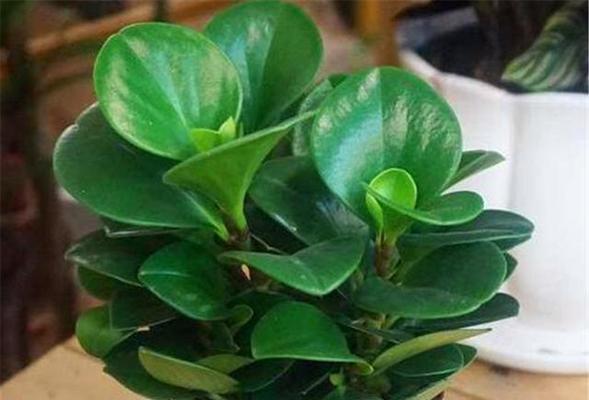 碧玉花在家居风水中代表什么？如何正确摆放以招财纳福？
