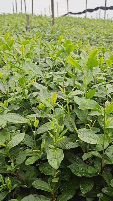 茶树种植条件是什么？适宜生长的环境要求有哪些？