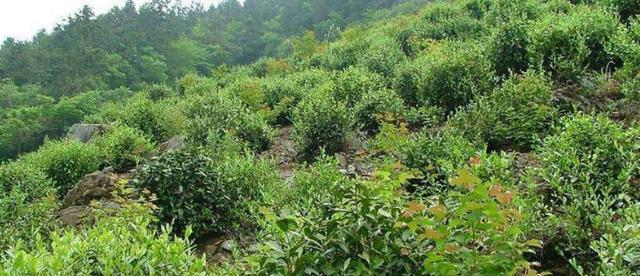 茶树种植条件是什么？适宜生长的环境要求有哪些？