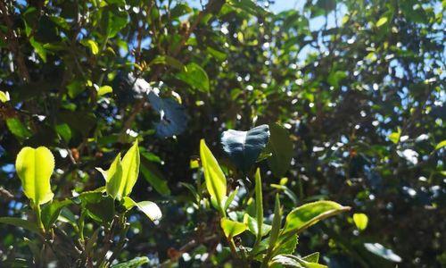 茶树种植条件是什么？适宜生长的环境要求有哪些？