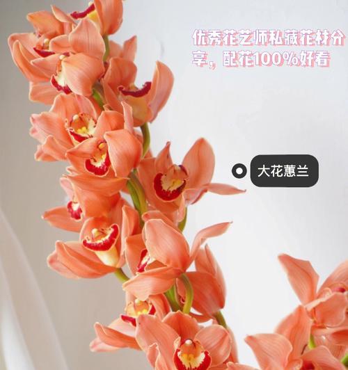碧玉兰的文化背景有哪些？