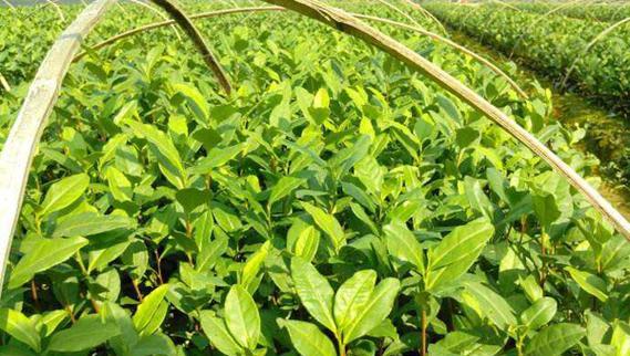 茶树籽种植方法有哪些？如何有效管理茶树籽？