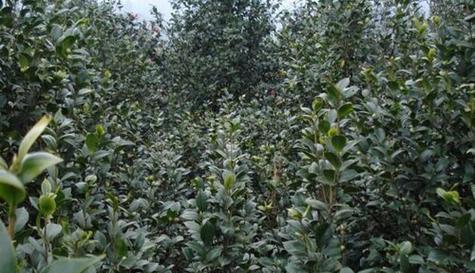 茶树籽种植方法有哪些？如何有效管理茶树籽？