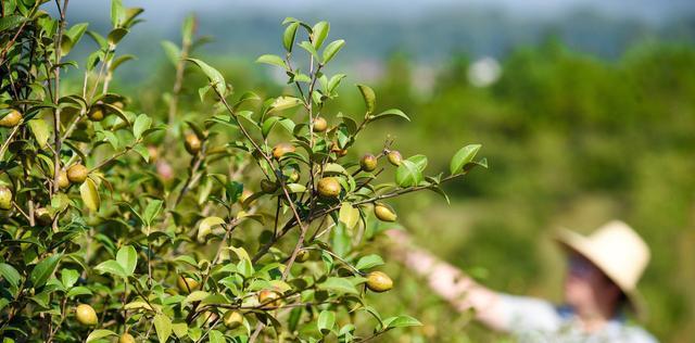 茶树籽种植方法有哪些？如何有效管理茶树籽？