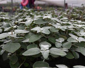 茶水浇菜是否可行？对植物生长有什么影响？