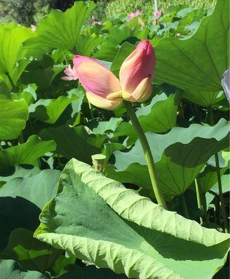 并蒂莲的花语是什么？并蒂莲的花语有哪些含义？