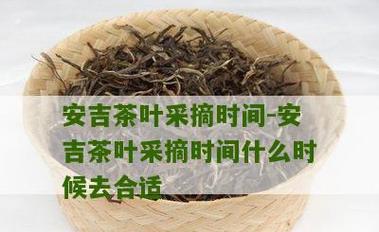 茶叶什么时候采摘最好？收获季节有哪些常见问题？