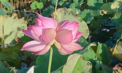 并蒂莲代表什么？并蒂莲的象征意义有哪些常见问题解答？
