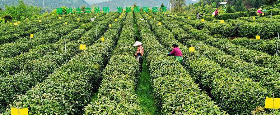 茶叶什么时候采摘最好？收获季节有哪些常见问题？