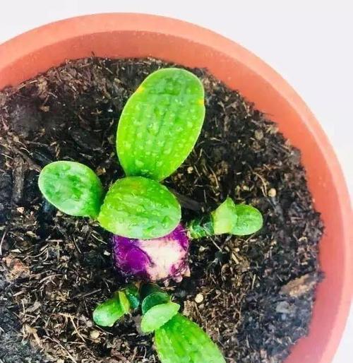 茶叶茶可以浇花吗？这样做对植物有什么影响？