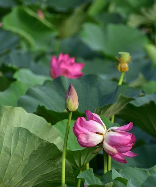 并蒂莲花语是什么意思？并蒂莲花的象征意义有哪些？