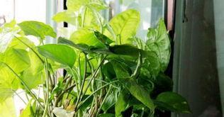 茶叶茶可以浇花吗？这样做对植物有什么影响？