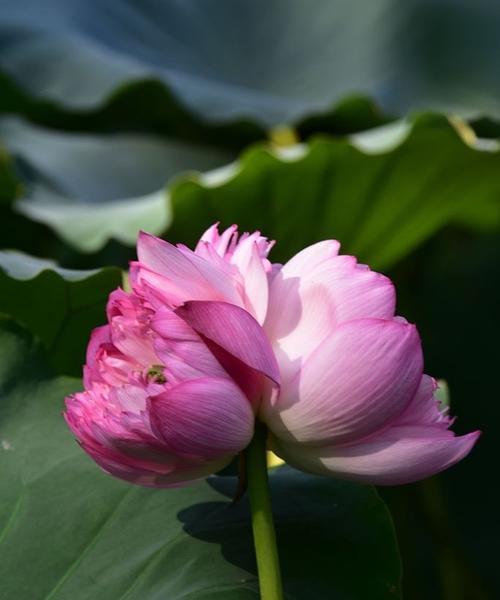 并蒂莲花语是什么意思？并蒂莲花的象征意义有哪些？