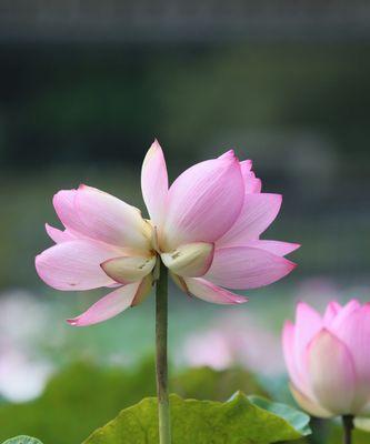 并蒂莲花的寓意是什么？并蒂莲花象征着什么？