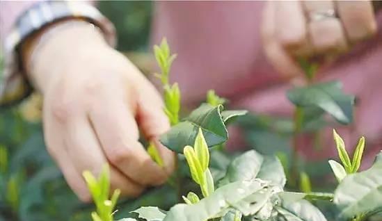 茶叶打什么农药好？如何确保茶叶安全无公害？