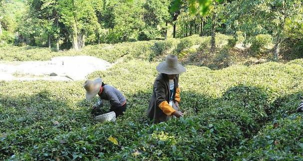 茶叶打什么农药好？如何确保茶叶安全无公害？