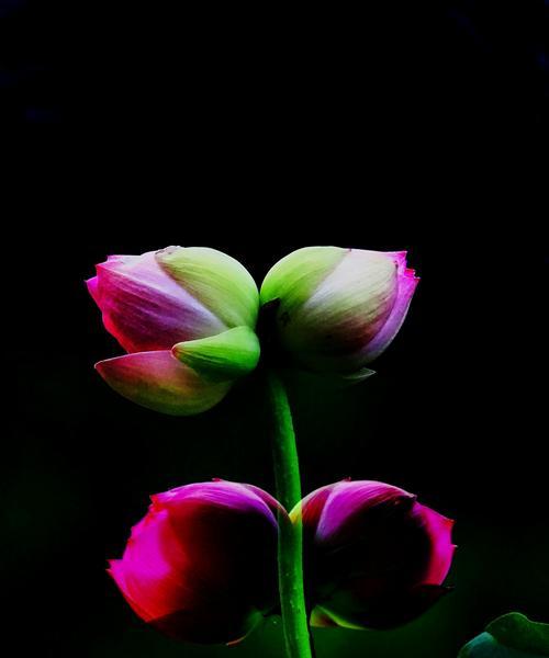 并蒂莲花的寓意是什么？并蒂莲花象征着什么？