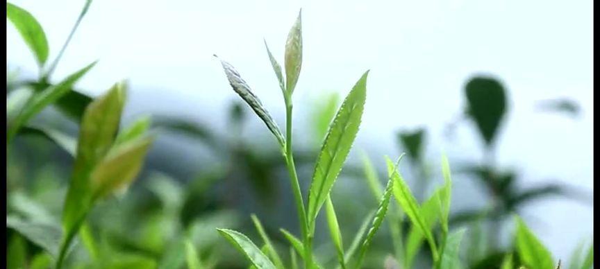 茶叶的生长环境是什么？哪些地方条件适合茶叶生长？