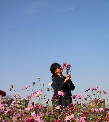 波斯菊的花语是什么？波斯菊的传说有哪些？