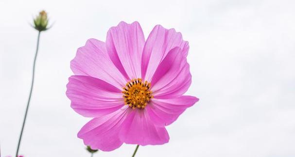 波斯菊的花语是什么？它的寓意有哪些常见问题解答？