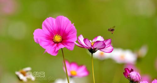 波斯菊的花语是什么？它的寓意有哪些常见问题解答？