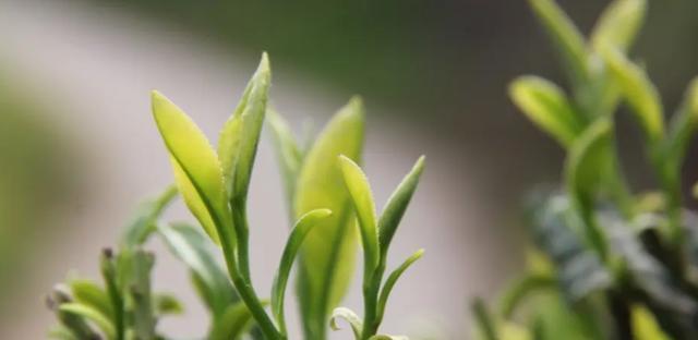 茶叶的生长周期是多长时间？如何优化茶叶的生长环境？