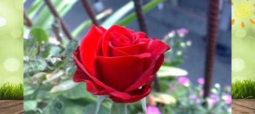 不同玫瑰花的花语是什么？如何根据颜色选择玫瑰花表达情感？