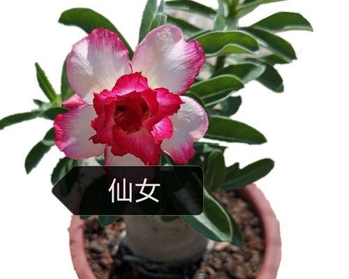 不同玫瑰花数量代表什么含义？每朵玫瑰花的象征意义是什么？