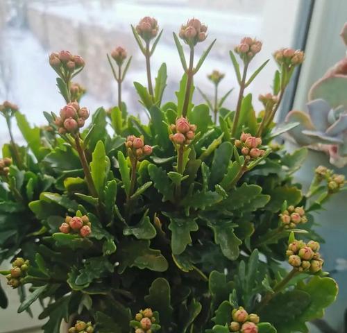 茶叶花不开花怎么办？如何促进茶叶开花？