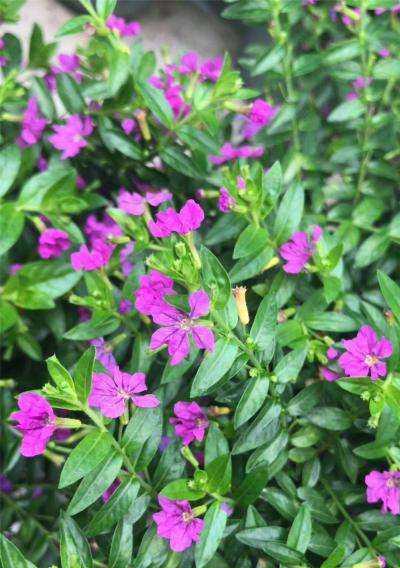 茶叶花不开花怎么办？如何促进茶叶开花？
