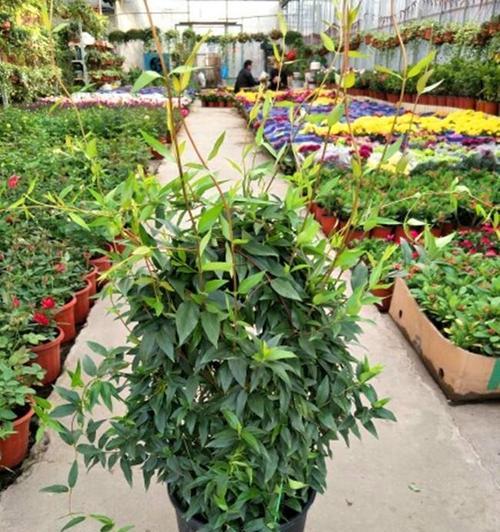 茶叶花不开花怎么办？如何促进茶叶开花？