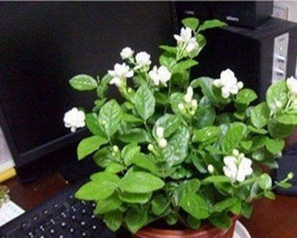 茶叶花怎么养？养殖过程中需要注意什么？