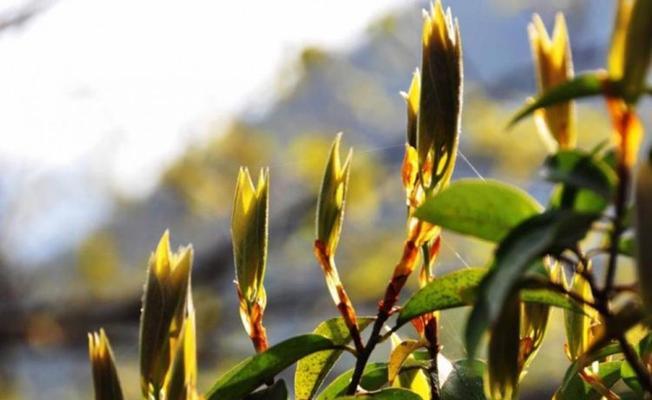 茶叶花泡水喝的好处是什么？安全吗？