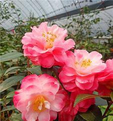 茶叶花泡水喝的好处是什么？安全吗？