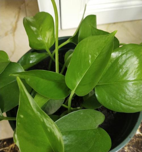 茶叶花有毒吗？室内养护需要注意什么？