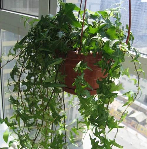 茶叶花有毒吗？室内养护需要注意什么？