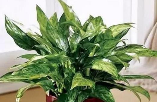 茶叶花有毒吗？室内养护需要注意什么？