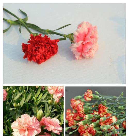 不同颜色康乃馨代表什么花语？如何选择合适的颜色表达情感？